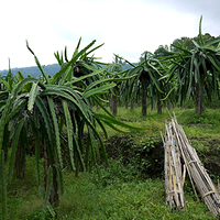 Photo de Bali - Autour de Munduk